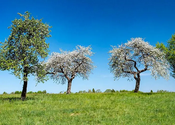 Appartement Campo Allegre Duplex *